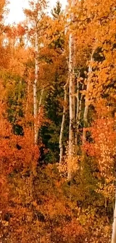 Vibrant autumn forest with orange leaves and birch trees.