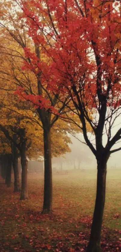 Autumn forest wallpaper with orange leaves.