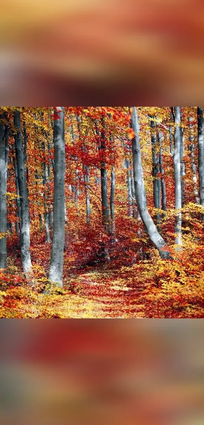 Autumn forest with colorful trees in vibrant orange and red hues.