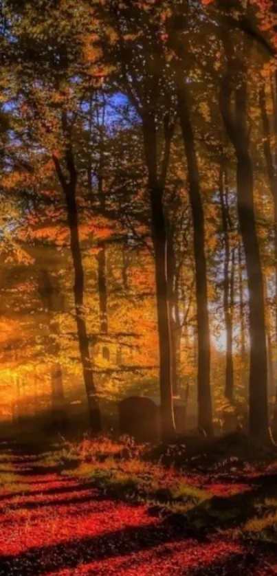 Vibrant autumn forest with sunlit paths and colorful foliage.