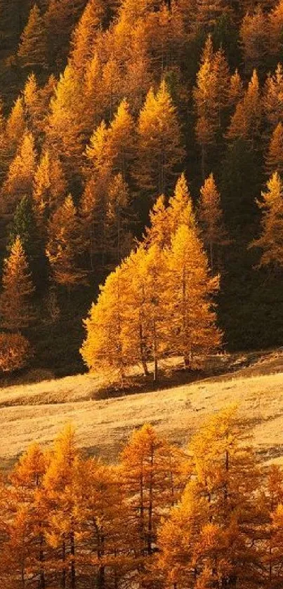 Vibrant autumn forest with orange and yellow leaves in sunlight.