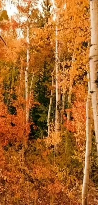 Mobile wallpaper of vibrant autumn forest with orange foliage.