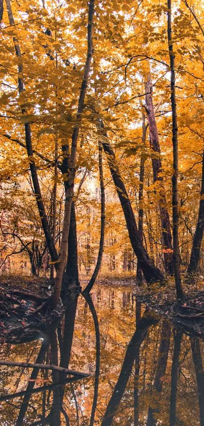 Autumn forest with golden leaves reflecting in a calm stream for mobile wallpaper.