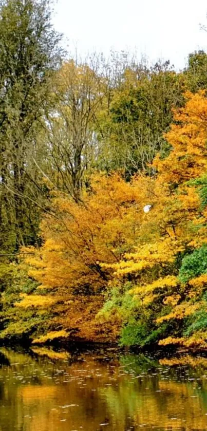 Autumn forest with colorful leaves reflected in a calm pond.