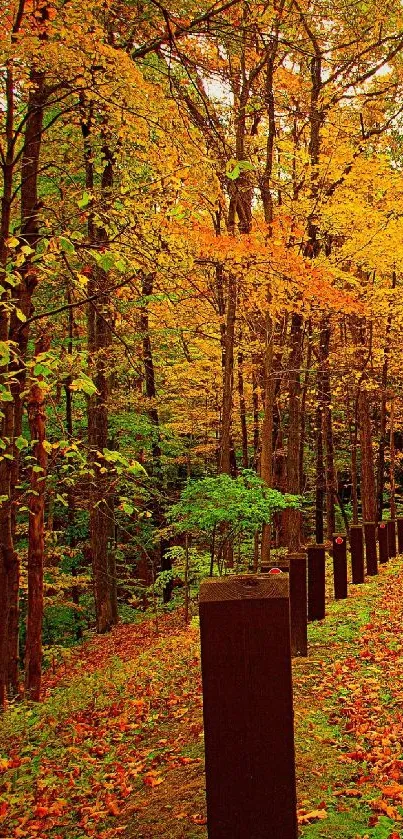 Beautiful autumn forest road with vibrant fall colors.