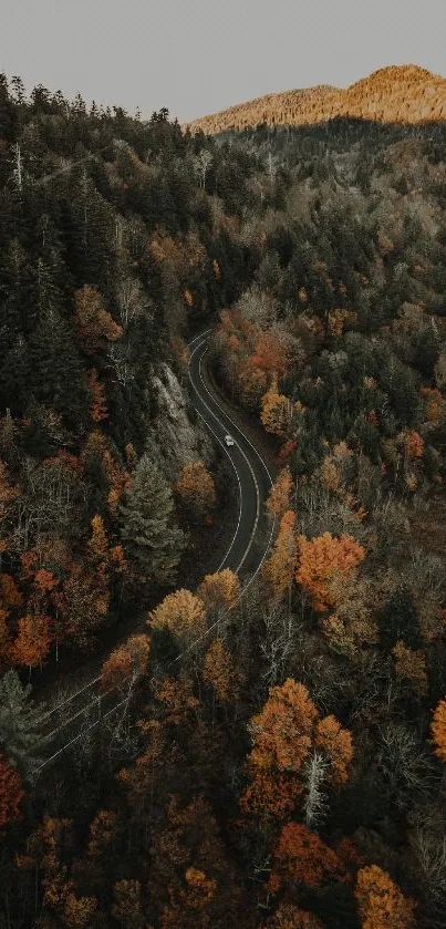 Aerial view of winding road through autumn forest.