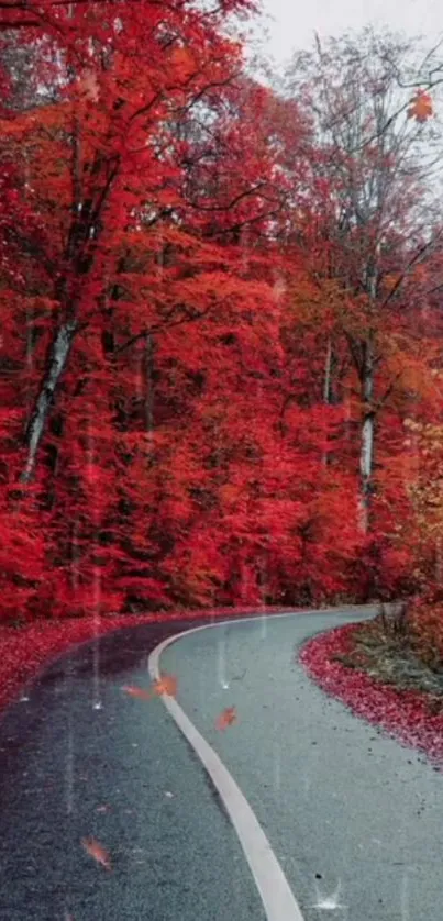 Winding road through vibrant red autumn forest with lush foliage.