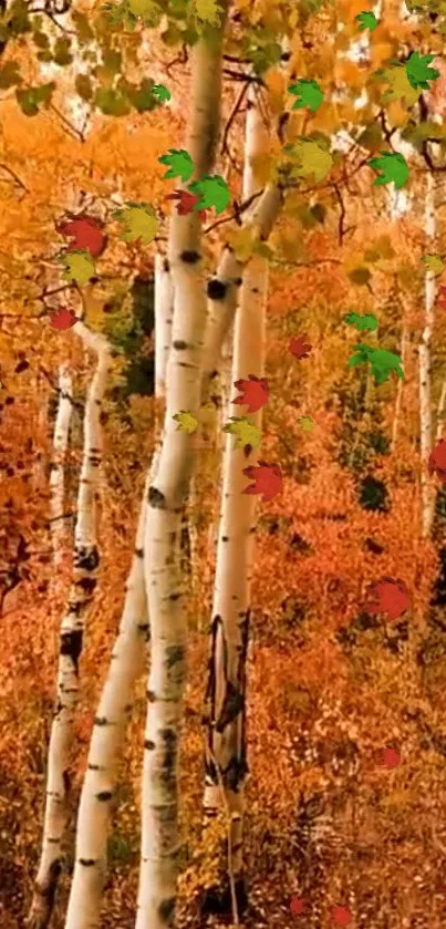 Vibrant autumn forest mobile wallpaper with birch trees and colorful foliage.