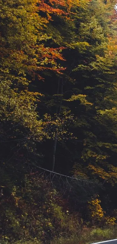 Autumn forest wallpaper with vibrant colors and a peaceful woodland path.