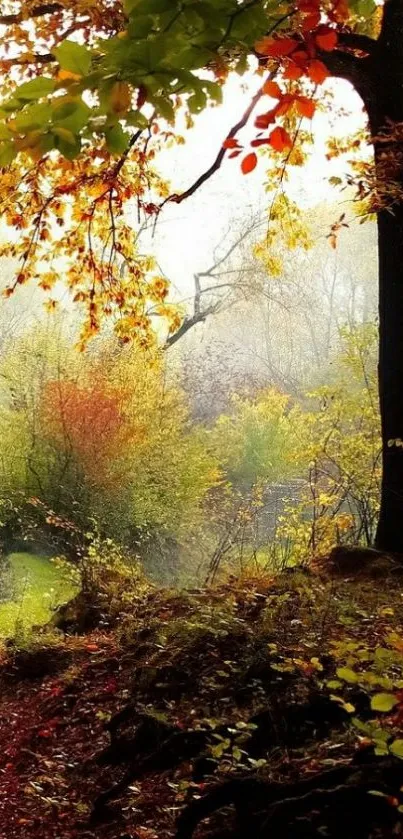 Scenic autumn forest with vibrant foliage.