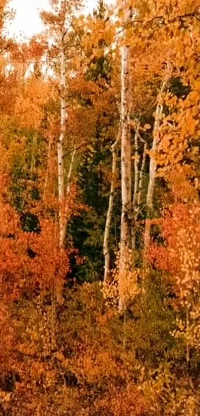 Serene autumn forest with orange and green foliage, featuring birch trees.