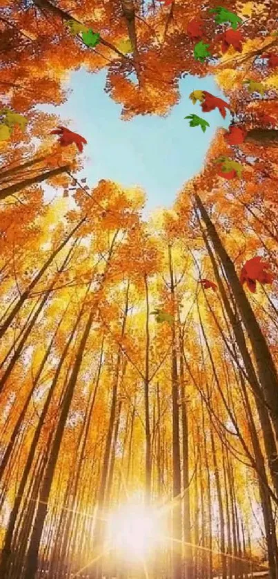 Autumn forest with heart-shaped sky viewed from below.