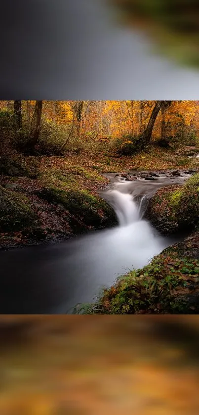 Autumn forest stream with flowing water and vibrant foliage.