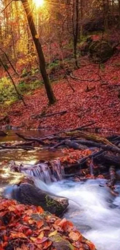 Autumn forest scene with stream and sun rays from among trees.