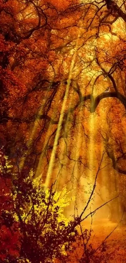 Golden sun rays through autumn forest trees, creating a warm, serene scene.