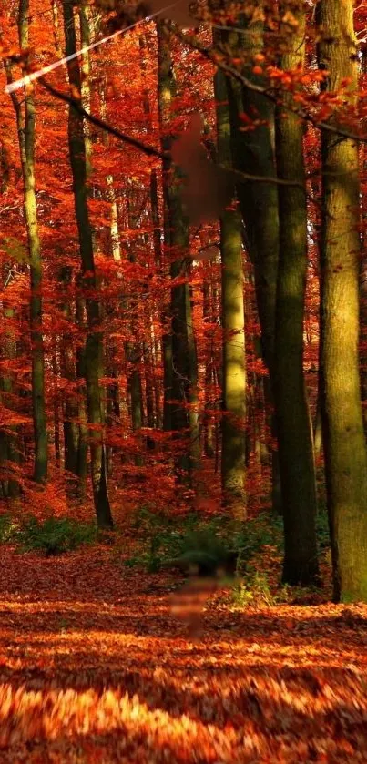 Autumn forest with orange leaves and tall trees creating a serene scenic view.