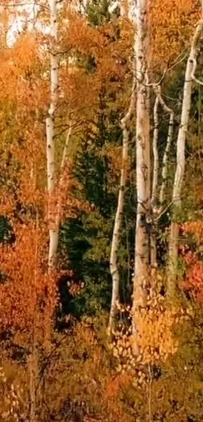 Autumn forest with orange leaves, birch trees, and lush greenery.