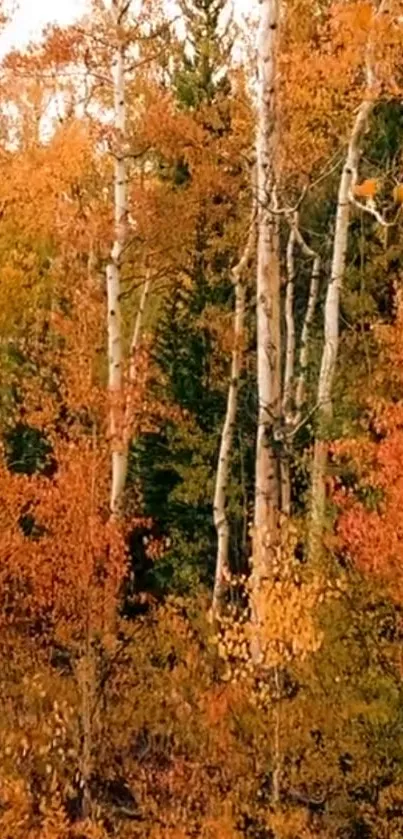 Vibrant autumn forest with orange and yellow foliage, showcasing natural beauty.