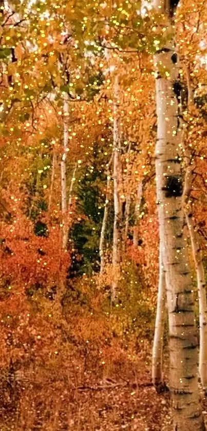 Scenic autumn forest with birch trees and vibrant foliage.