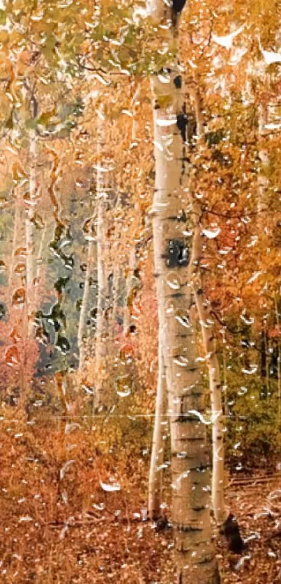 Autumn forest wallpaper with raindrops on trees, featuring vibrant colors and textures.