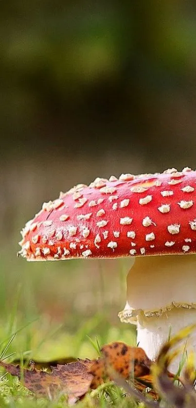 Autumn Fungus Mushroom Live Wallpaper