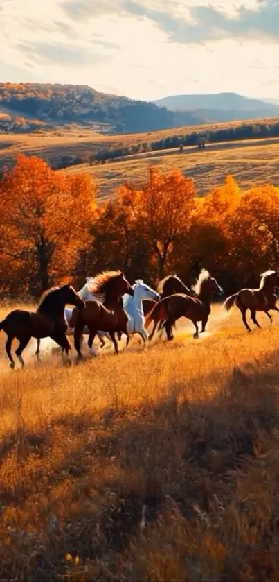 Wild horses running through autumn fields.