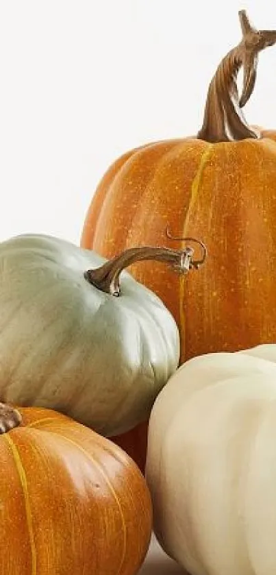 Colorful pumpkins arranged for autumn theme.