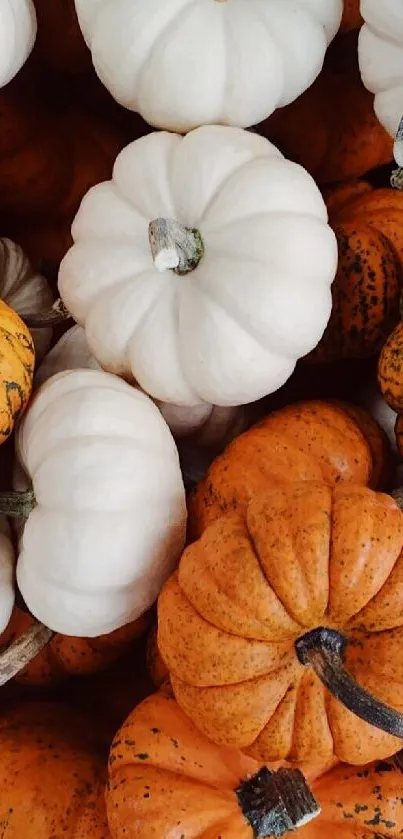 Mobile wallpaper of white and orange pumpkins in an autumn theme.