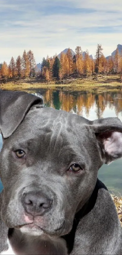 Pit bull by a peaceful autumn lake with reflections.