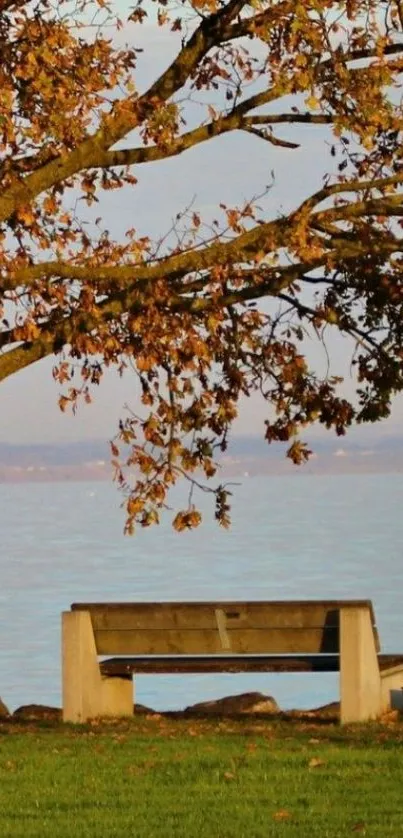 Lakeside bench under autumn leaves with peaceful view.