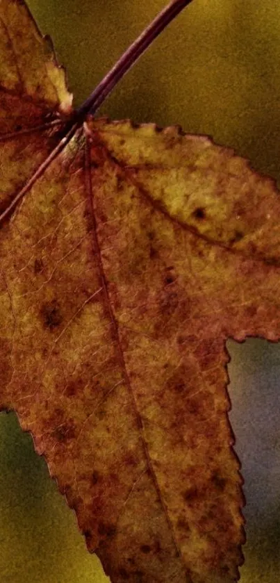 Close-up of a brown autumn leaf with rich textures and details.