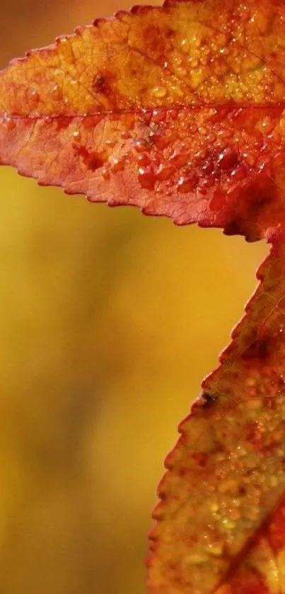 Close-up of an autumn leaf with vibrant amber hues, showcasing detailed textures.