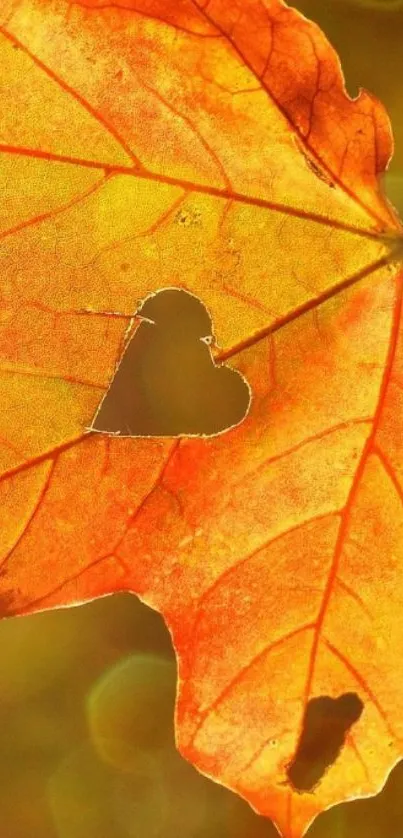 Orange autumn leaf with heart cutout in sunlight.