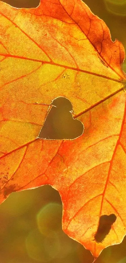 Golden leaf with heart cutout is set as mobile wallpaper.