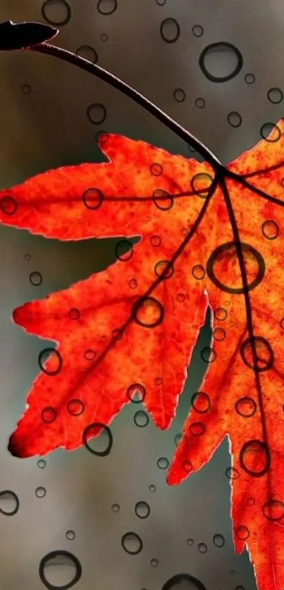 Vibrant orange autumn leaf with raindrops on a mobile wallpaper.