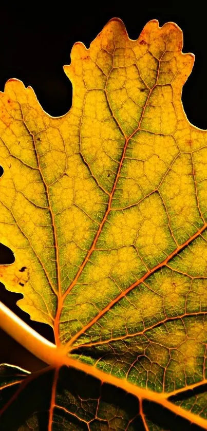 Close-up of a vibrant orange autumn leaf with detailed texture.