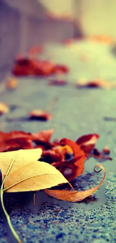 A close-up of autumn leaves resting on a pavement, capturing fall's essence.