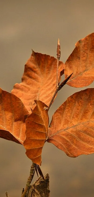 Orange autumn leaves on a twig against a blurred background.