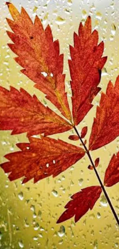 Red autumn leaf with raindrops on a window for mobile wallpaper.