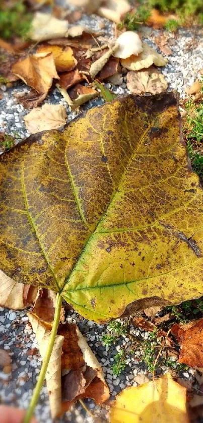 Yellow autumn leaf on a textured ground with earthy tones.