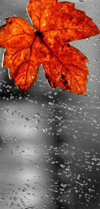 Orange autumn leaf on rainy window background.