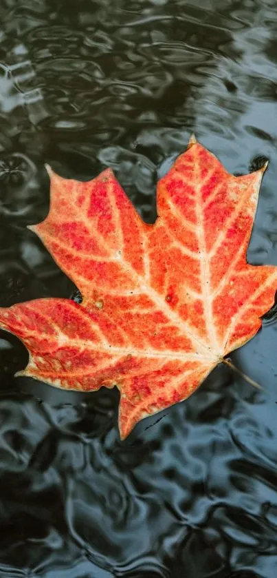 A vibrant red maple leaf floating on dark tranquil water.