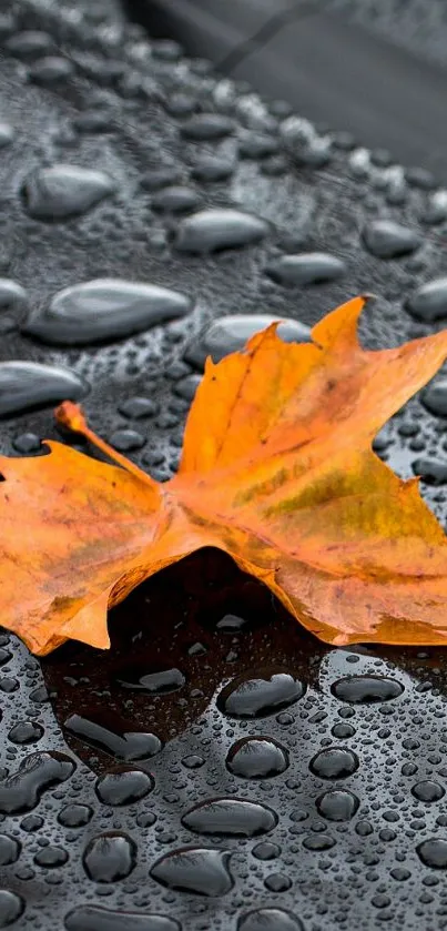 Orange autumn leaf on wet surface with raindrops.