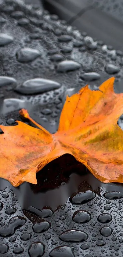 Orange autumn leaf on a wet surface with raindrops, highlighting fall colors.