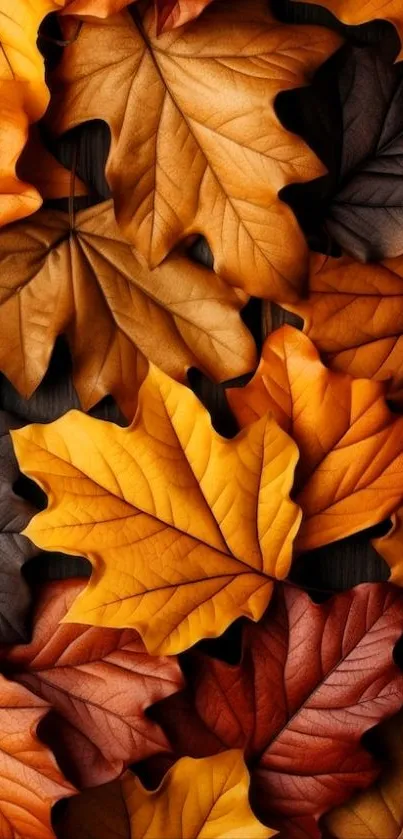 Vibrant mobile wallpaper featuring orange and brown autumn leaves in a layered pattern.