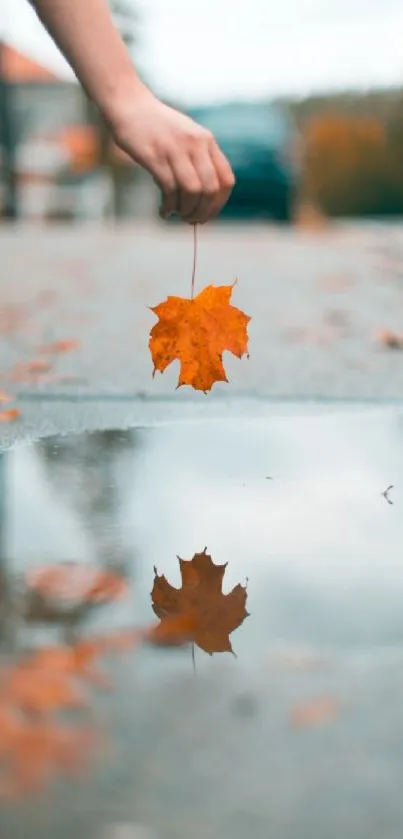 Hand holds maple leaf over puddle, reflecting fall colors.