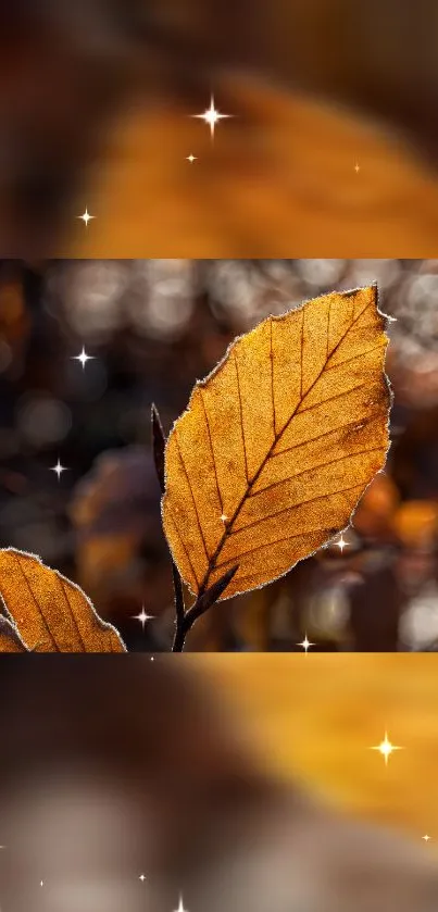 Golden autumn leaf with sparkles on dark background.