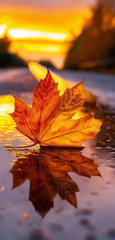 Orange autumn leaf reflecting on water at sunset.