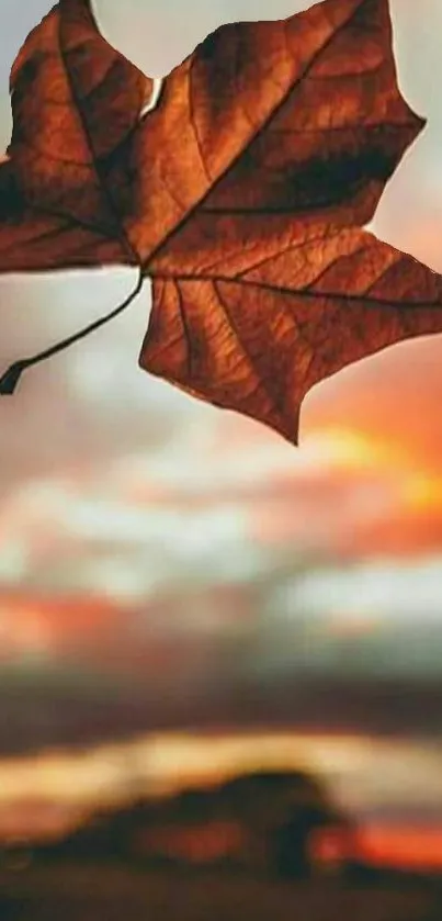 Autumn leaf silhouetted against a stunning sunset.