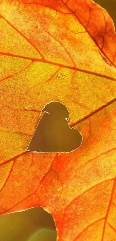 Vibrant orange autumn leaf with a heart-shaped cutout.